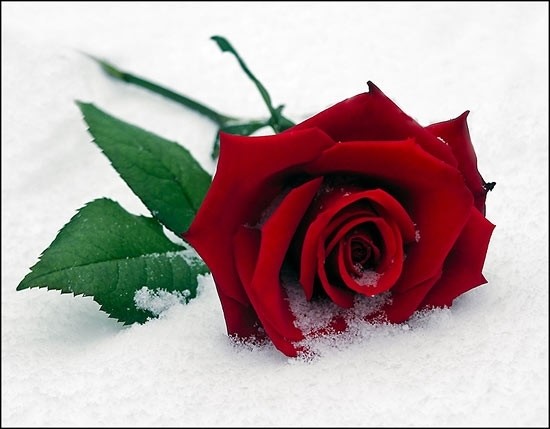 Le rose sulla neve di Angelo Gilardino